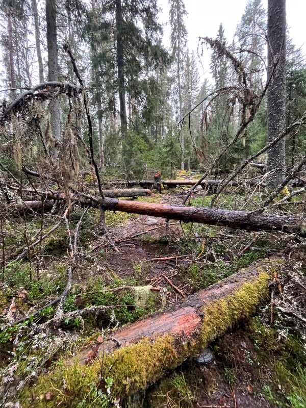liesjarven-kansallispuisto-kaatuneet-puut