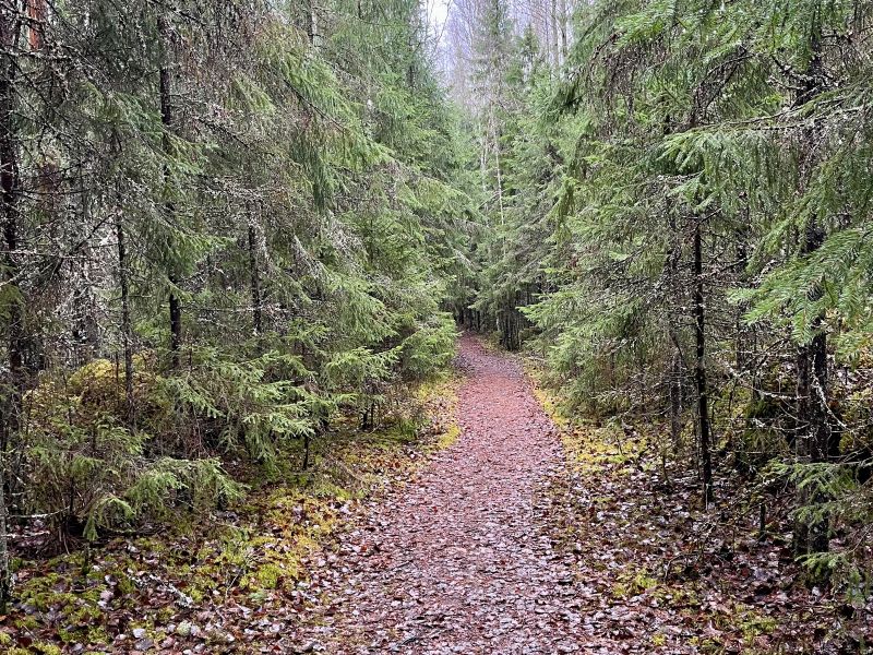 liesjarven-kansallispuisto-metsamaisema