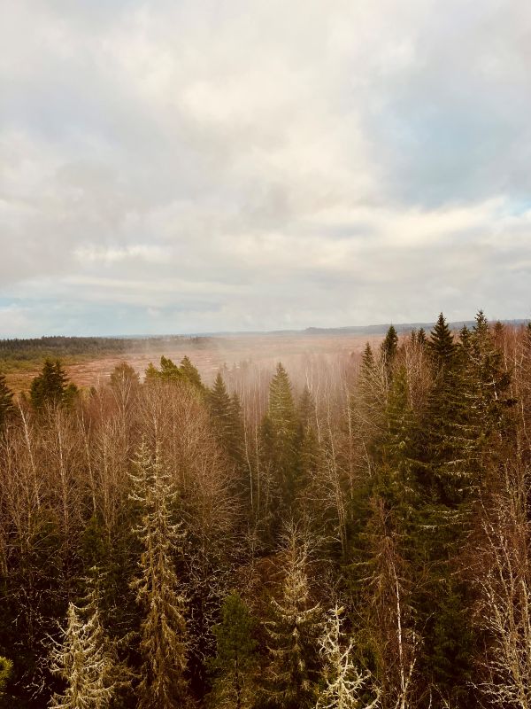 torronsuon-kansallispuisto-maisema-tornista
