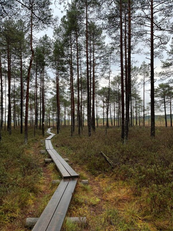 torronsuon-kansallispuisto-pitkokset-metsassa