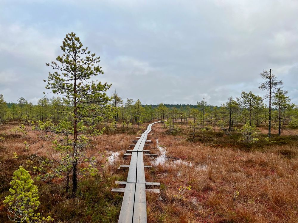 torronsuon-kansallispuisto-pitkospuut